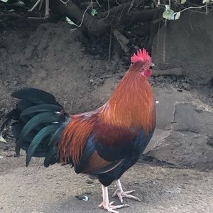 Meet your Posher, Denise